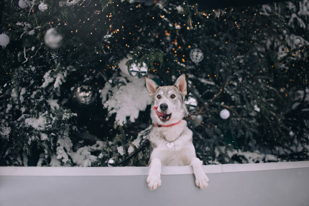istock happy mixed breed dog posing by a decorated christmas tree 1187452176