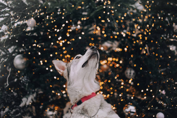 mixed breed dog posing by a christmas tree outdoors stock photo