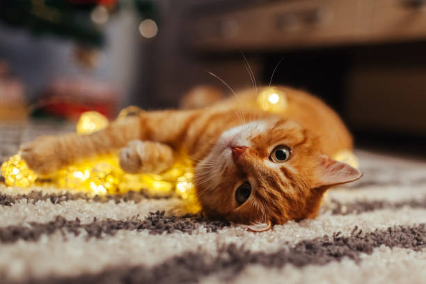 istock Ginger cat playing with garland under Christmas tree. Christmas and New year concept 1187453022