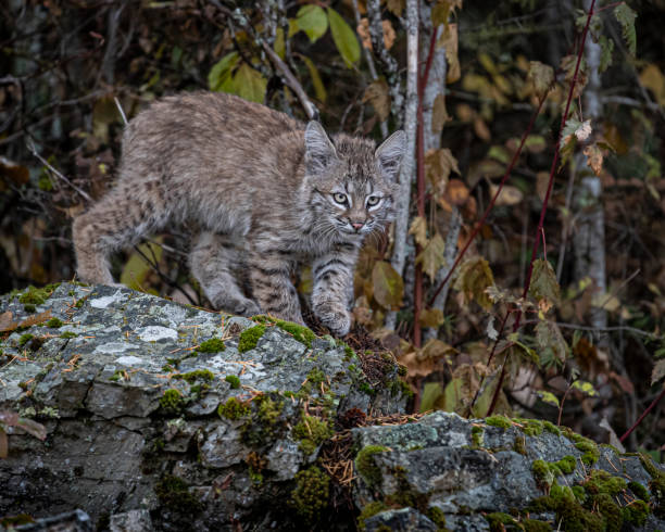 istock Bobcat Kitten Oakley in Fall foliage 1187453218