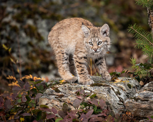 istock Bobcat Kitten Oakley in Fall foliage 1187453511