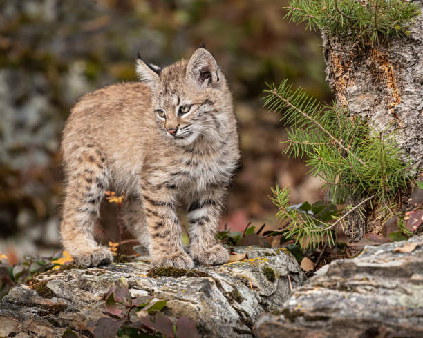 istock Bobcat Kitten Oakley in Fall foliage 1187453813