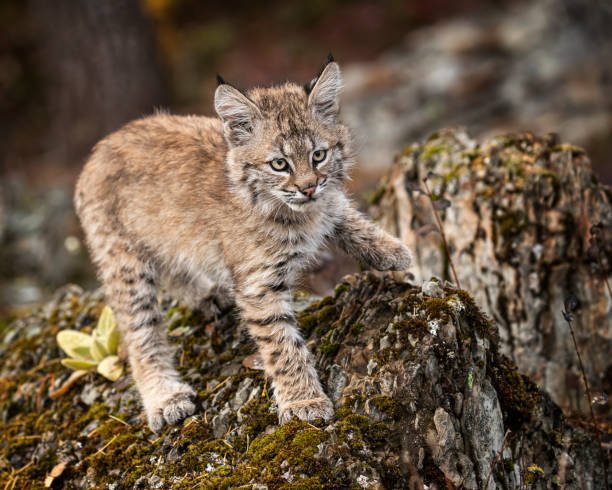 istock Bobcat Kitten Oakley in Fall foliage 1187453865