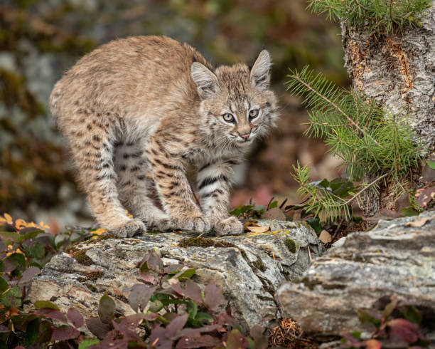 istock Bobcat Kitten Oakley in Fall foliage 1187453869