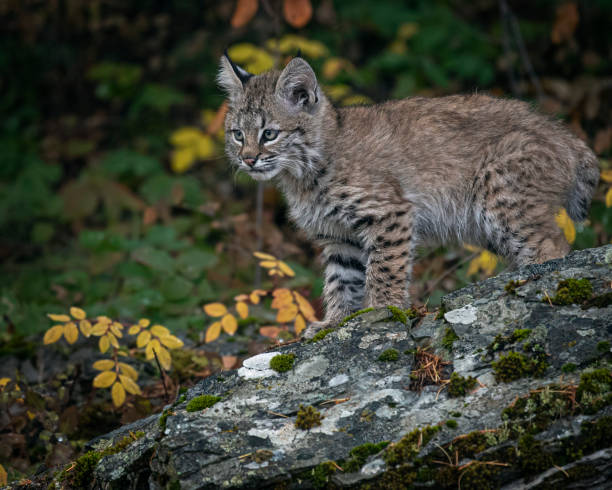 istock Bobcat Kitten Oakley in Fall foliage 1187453888