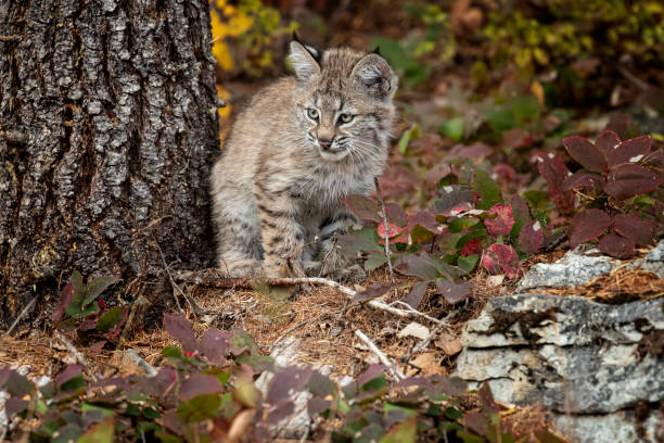 istock Bobcat Kitten Oakley in Fall foliage 1187453922