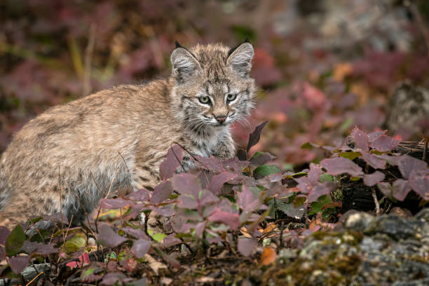 istock Bobcat Kitten Oakley in Fall foliage 1187453957