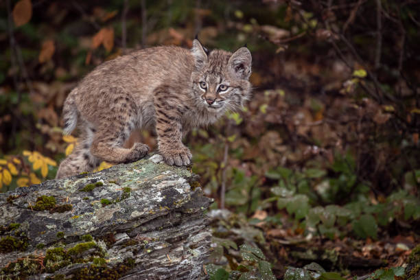 istock Bobcat Kitten Oakley in Fall foliage 1187453963
