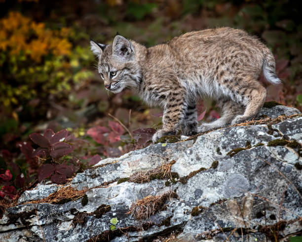 istock Bobcat Kitten Oakley in Fall foliage 1187454119