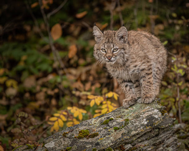 istock Bobcat Kitten Oakley in Fall foliage 1187454145