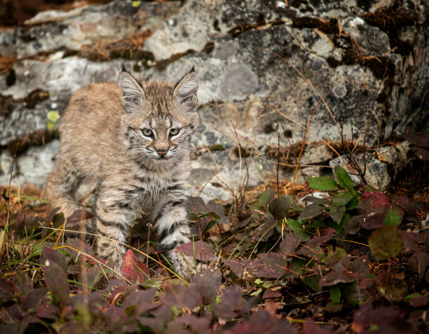 istock Bobcat Kitten Oakley in Fall foliage 1187454151