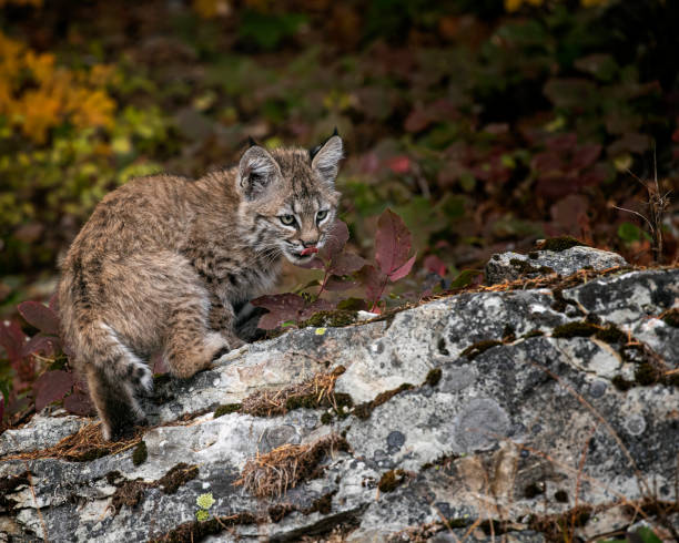 istock Bobcat Kitten Oakley in Fall foliage 1187454159