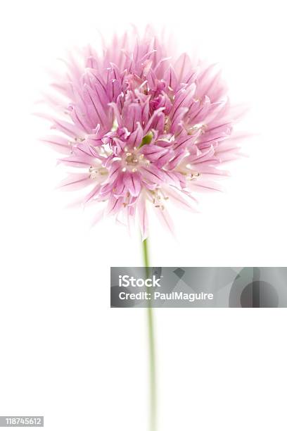 Foto de Flor De Cebolinha e mais fotos de stock de Allium Sativum - Allium Sativum, Beleza natural - Natureza, Cabeça da flor
