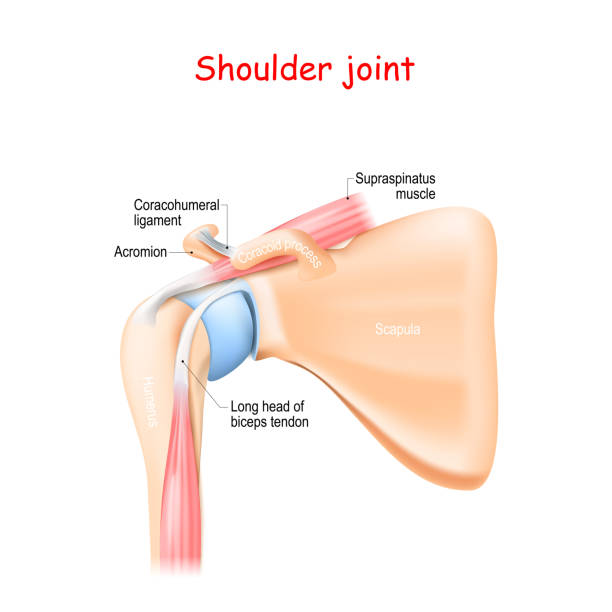 illustrazioni stock, clip art, cartoni animati e icone di tendenza di anatomia dell'articolazione della spalla - shoulder bone