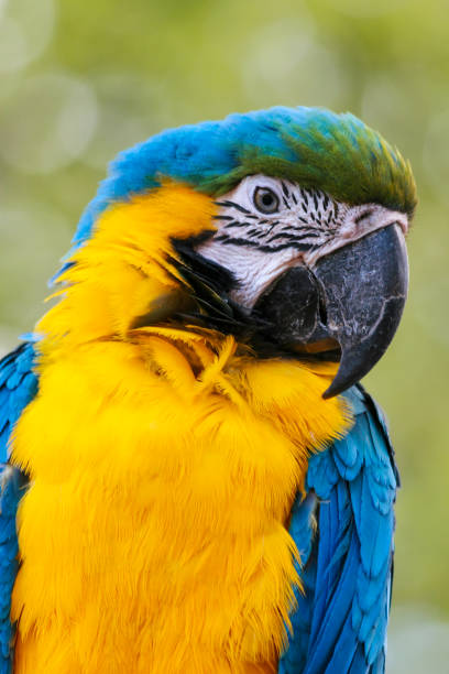 istock yellow - blue-colored parrot in Africa 1187460481