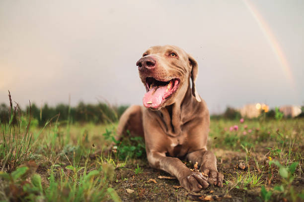 istock Tired cute Weimaraner dog resting on ground 1187462086