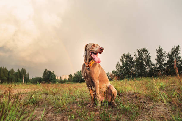 Purebred Weimaraner hound resting on meadow in the evening
