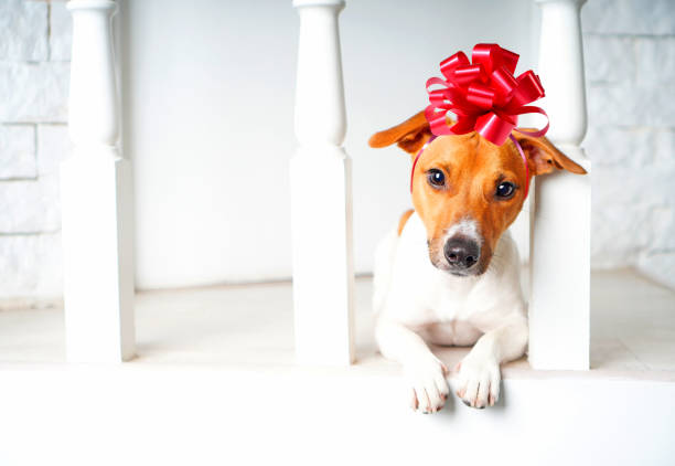 Cute dog relaxing on sofa at modern living room and looking at the camera