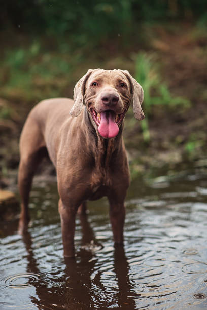 istock Thoroughbred Weimaraner dog drinking from river in forest 1187463077