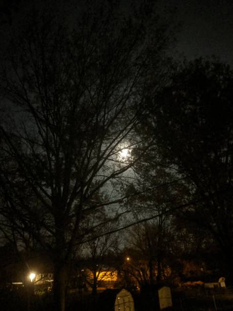 istock Luna and the dark woods 1187464977