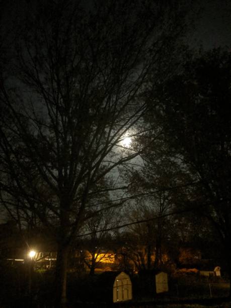 istock Luna and the dark woods 1187464981