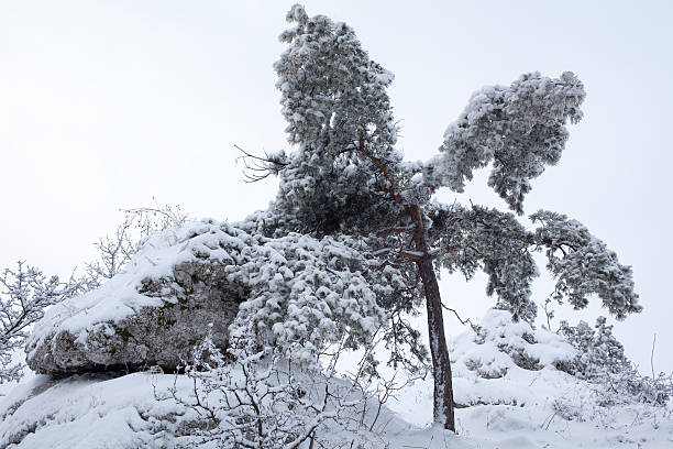 Winter landscape stock photo