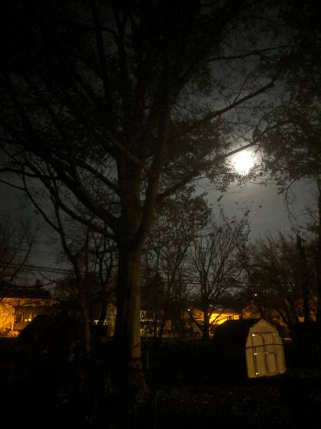 istock Luna and the dark woods 1187465397