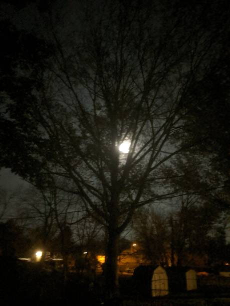 istock Luna and the dark woods 1187465497