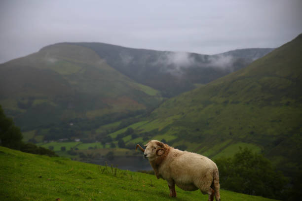 istock Ram in Snowdonia National Park 1187466172