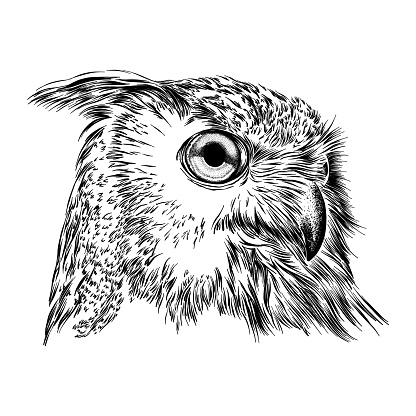 Eurasian Eagle Owl Face Ink Drawing Vector Illustration