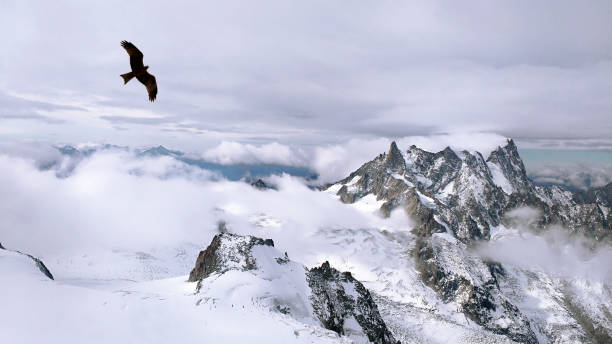 Silhouette of Bald eagle flying in the snowy mountains in Alaska.