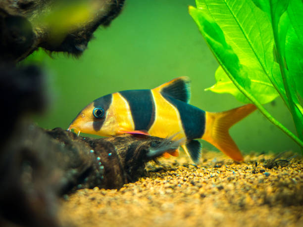 istock Large clown loach in fish tank (Chromobotia macracanthus) 1187470096