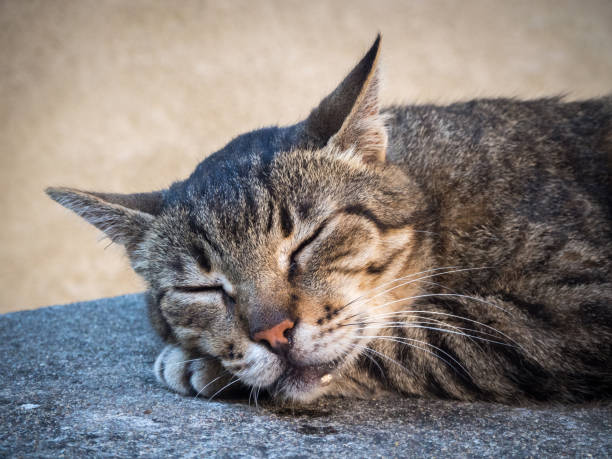 portrait of a cat sleeping happily drooling portrait of a cat sleeping happily drooling Saliva stock pictures, royalty-free photos & images