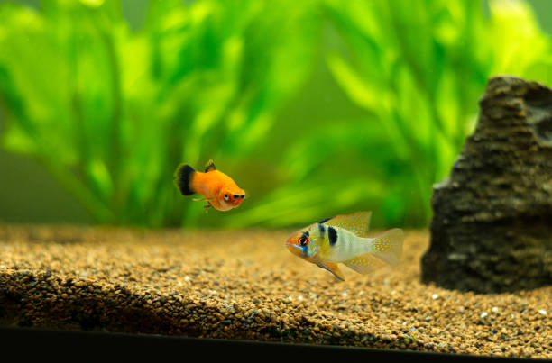 ram cichlid and platy fish tropical fishes on a fish tank - hobbies freshwater fish underwater panoramic imagens e fotografias de stock