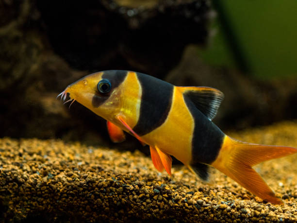Large clown loach in fish tank (Chromobotia macracanthus)