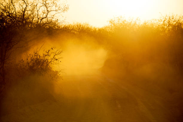 Dusty dirt road during sunset Picture of a dusty dirt road during sunset in Ruaha National Park in Tanzania. africa sunset ruaha national park tanzania stock pictures, royalty-free photos & images