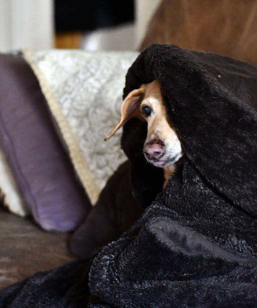 ween dog in blanket look watching you ween dog in blanket look watching you weben stock pictures, royalty-free photos & images