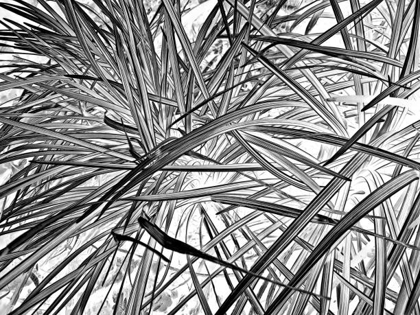 Photograph of a decorative plant in black and white.