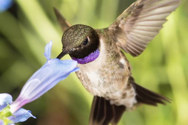 istock Black-Chinned Hummingbird Searching for Nectar Among the Blue Flowers 1187479210