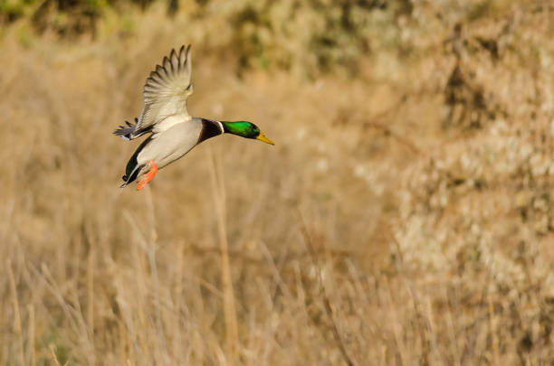 istock Mallard Duck Landing in the Autumn Wetlands 1187479220