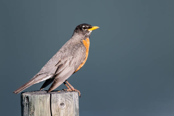 istock American Robin Perched on a Weathered Wooden Fence Post 1187479359