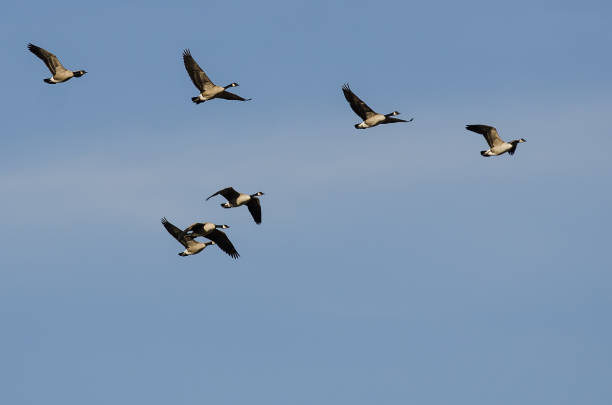 istock Flock of Canada Geese Flying in a Blue Sky 1187479387