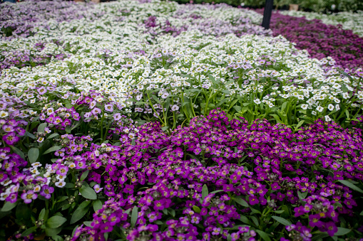 alyssum flowers in a dense grounding in a greenhouse