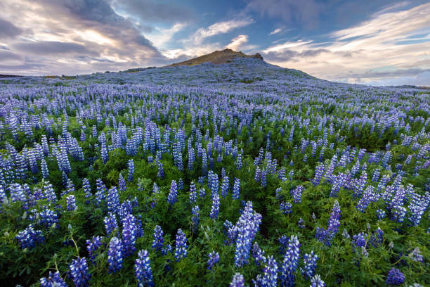 istock Volcano Lupines Iceland 1187483305