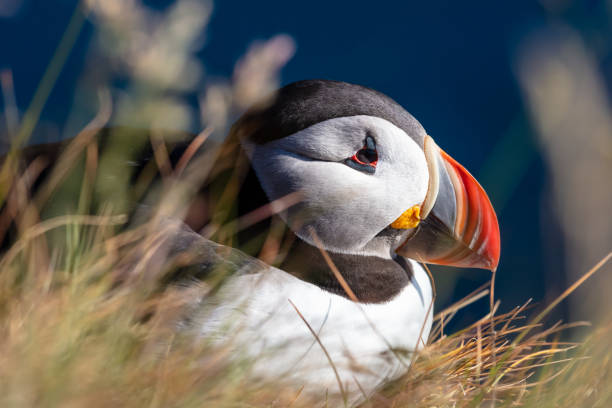 istock Puffins At The Latrabjarg Bird Watching Cliffs 1187483671