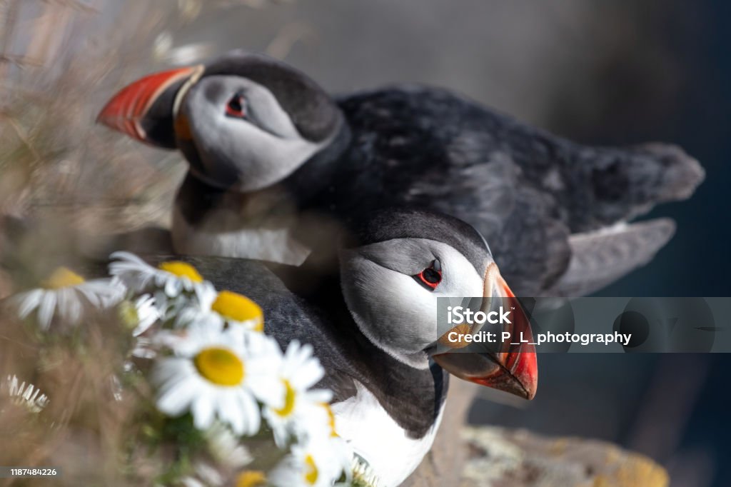 Puffins resting at the edge of the Látrabjarg cliffs in West Iceland. Adventure Stock Photo