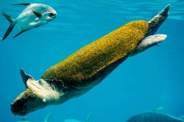 Hybrid green and loggerhead sea turtle swimming