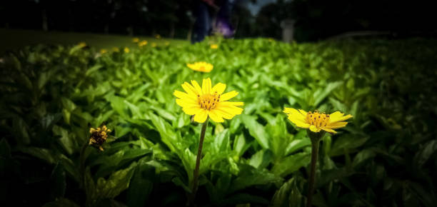 istock Yellow flower with fresh, natural sunlight and color 1187485263