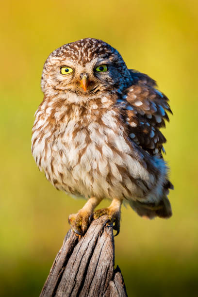 istock Cute owl, small bird with big eyes 1187486646