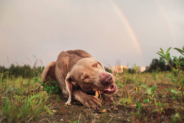 müde niedlicher weimaraner hund ruht auf dem boden - pointer stick stock-fotos und bilder